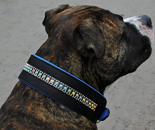 Lederhalsband Rainbow Halsband Leder extra Breit Tysons Hundehalsband gr. Hund M L XL 4 5,5 6,5 Breite (XL) von Tysons Breeches