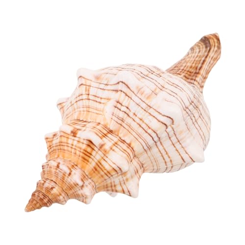 ULDIGI Natürliche Conch Muschel Tropische Stranddeko Aquarium Fischtank Dekoration Fade-resistent Kreativ für DIY Küstenraum Ornamente Meeresschnecke ULDIGI Natürliche Conch Muschel Tropische Stranddeko Aquarium Fischtank Dekoration Fade-resistent Kreativ für DIY Küstenraum Ornamente Meeresschnecke von ULDIGI