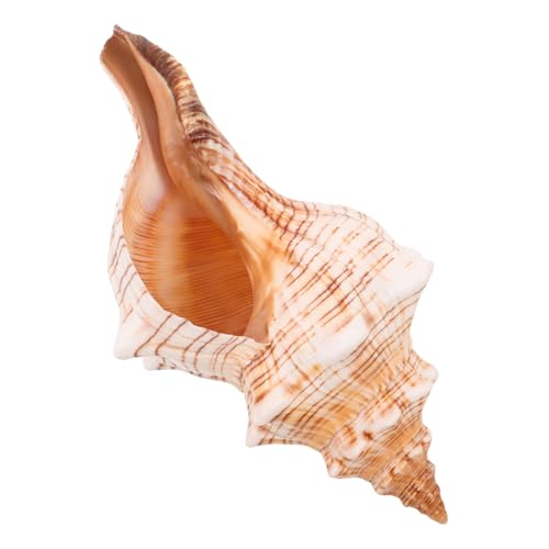 ULTECHNOVO Natürliche Meeresschnecke Muschel Deko für Aquarium Blumentöpfe Küsten Wohnaccessoire Vielseitige Küstendekoration für Tisch Vase und Strandparty von ULTECHNOVO