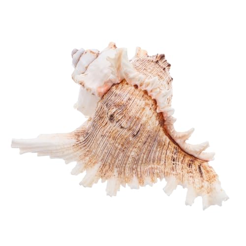 ULTECHNOVO Natürliche Muschelschale Für Dekoration Große Muschel Für Aquarien Landschaft Und Hochzeitsdekoration Exquisites Muscheldekorationselement von ULTECHNOVO