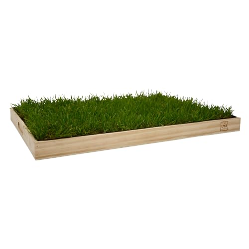 UNUS Katzengras 60x40cm inklusive Holztablett Naturfarben fertig gewachsen echtes Gras Katzenwiese für drinnen und draußen UNUS Katzengras 60x40cm inklusive Holztablett Naturfarben fertig gewachsen echtes Gras Katzenwiese für drinnen und draußen von UNUS