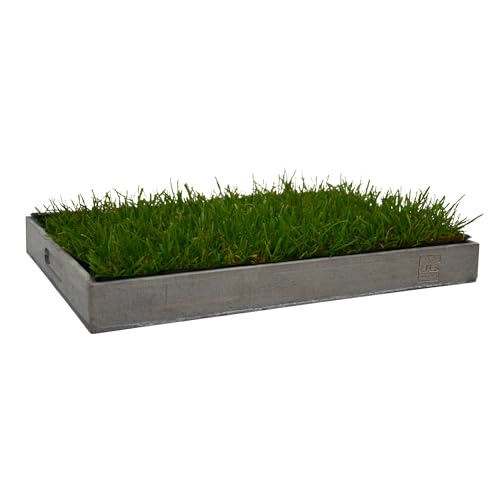 UNUS Katzengras inklusive Holztablett 40x30cm Grau fertig gewachsen echtes Gras Katzenwiese für drinnen und draußen UNUS Katzengras inklusive Holztablett 40x30cm Grau fertig gewachsen echtes Gras Katzenwiese für drinnen und draußen von UNUS
