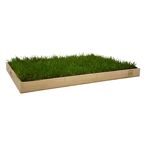 UNUS Katzengras inklusive Holztablett 60x40cm Bambus fertig gewachsen echtes Gras Katzenwiese für drinnen und draußen UNUS Katzengras inklusive Holztablett 60x40cm Bambus fertig gewachsen echtes Gras Katzenwiese für drinnen und draußen von UNUS