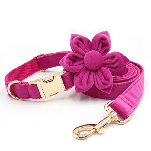 Hundehalsband und Leine Set, weicher Samt, mit Blumen- und Metallschnalle, für kleine, mittlere und große Hunde von UOSIA