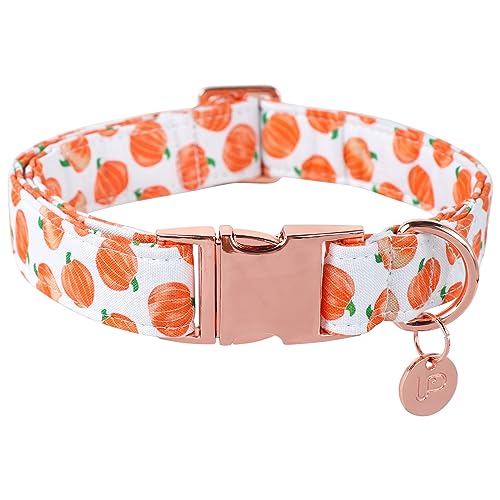UP URARA PUP Halloween-Hundehalsband mit Metallschnalle, Geschenk, Herbst-Hundehalsband für kleine, mittelgroße und große Mädchen oder Jungen, niedlicher Kürbis, Baumwolle, Haustierhalsbänder UP URARA PUP Halloween-Hundehalsband mit Metallschnalle, Geschenk, Herbst-Hundehalsband für kleine, mittelgroße und große Mädchen oder Jungen, niedlicher Kürbis, Baumwolle, Haustierhalsbänder von UP URARA PUP
