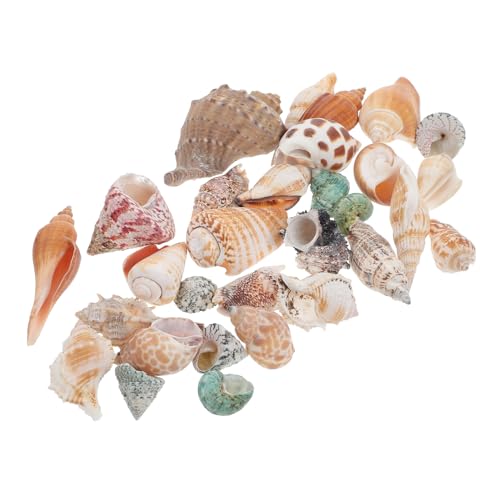 UPKOCH Aquarium Conch Dekor Fisch Tank Dekoration Einsiedlerkrebs Muschel Dekoration Für Aquarium Und Glaswasserbecken von UPKOCH