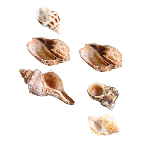 UPKOCH 6 Stück Natürliche Meeresmuscheln mit Verschiedenen Schneckenarten Robustes Aquarium-Dekor für Krustentier-Habitat Vielseitig Einsetzbar für Strandpartys Küstenhochzeiten und von UPKOCH