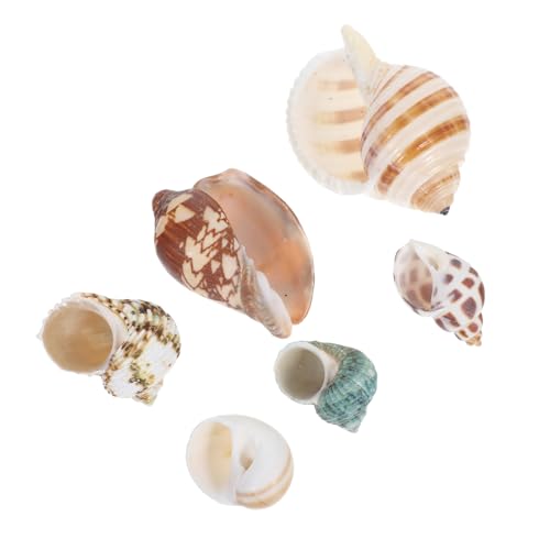 UPKOCH 6 Stück Natürliche Muschellandschaft Muscheln Gefälligkeiten Für Strandpartys Fischaquariumzubehör Muschelschalen Groß Fischglasperlen Natürliche Schneckenhäuser Strandzauber Hülse UPKOCH 6 Stück Natürliche Muschellandschaft Muscheln Gefälligkeiten Für Strandpartys Fischaquariumzubehör Muschelschalen Groß Fischglasperlen Natürliche Schneckenhäuser Strandzauber Hülse von UPKOCH