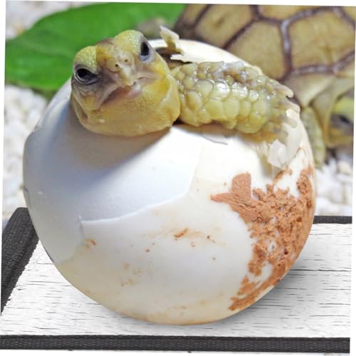 UPKOCH Reflektierende Heizmatte für Reptilien und Kleintiere Aluminiumfolie Energieeffizient Passend für Schlangen Leopardgecko Chinchilla Zubehör UPKOCH Reflektierende Heizmatte für Reptilien und Kleintiere Aluminiumfolie Energieeffizient Passend für Schlangen Leopardgecko Chinchilla Zubehör von UPKOCH