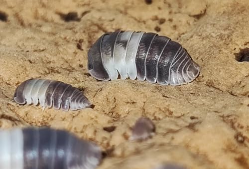 Cubaris sp. Panda King - 50 Stück - Assel - Isopoden - Raritäten für Dein Terrarium - DNZ von USCAPE