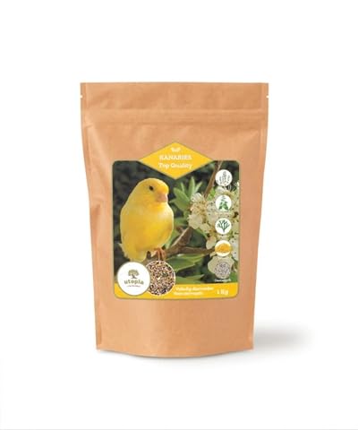 Utopia Canaries Top-Qualität von UTOPIA