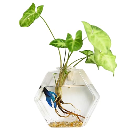 Wandpflanzer hydroponische hexagonale Pflanzenverbreitungswand Hanging Plant Terrarium Transparent DIY Glass Anlage Propagation Station für Home Office, 5.12x5.12 Zoll Wand Pflanzer Wandpflanzer hydroponische hexagonale Pflanzenverbreitungswand Hanging Plant Terrarium Transparent DIY Glass Anlage Propagation Station für Home Office, 5.12x5.12 Zoll Wand Pflanzer von UWEOTYYY