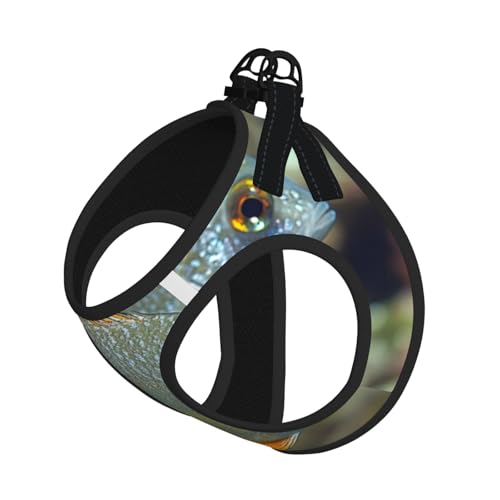 Schönes Fisch-Hundegeschirr, atmungsaktiv, reflektierend, verstellbar, geeignet für kleine Katzen und Hunde Schönes Fisch-Hundegeschirr, atmungsaktiv, reflektierend, verstellbar, geeignet für kleine Katzen und Hunde von UYHhgqw