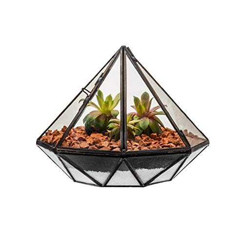 Ultra Diamantförmiger Glas-Terrarium-Pflanzgefäß für Luftpflanzen, Kaktus, kleine Sukkulenten oder Hochzeitstisch, Mittelstück oder Geschenk, geometrisch, 17 x 17 x 13 cm (17 x 17 x 13 cm) von UltraByEasyPeasyStore