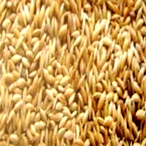 2,5 kg Kanariensaat lose, Vogelfutter für Kanarienvögel, Naturfutter 2,5 kg Kanariensaat lose, Vogelfutter für Kanarienvögel, Naturfutter von Unbekannt