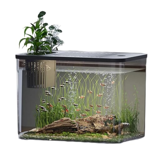 Durchsichtige Aquarien mit sicherem Deckel und Wasserpflanzenhalter für Goldfische, Heimdekoration, Aquarien, Aquarien, Aquarien, Fischschale von UncleS