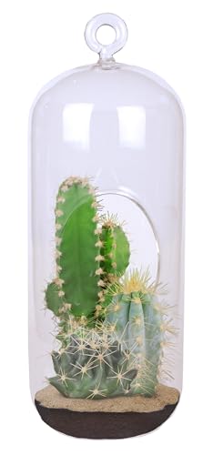 Kaktus-Sukkulenten-Terrarium-Set – über 10 Arten von Kakteen Samen zum Pflanzen – Spaß, einfaches Aufhängen oder Stehen von Glaskapsel Garten Starter-Set von Unique Gardener