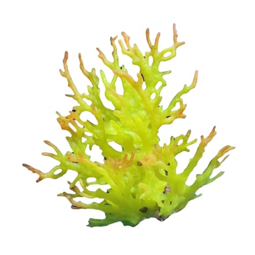 Uqezagpa Künstliche bunte Wasserpflanze, Korallen, Ornamente, Aquarium-Dekoration, Landschaft zur Verschönerung der Aquarium-Landschaftsgestaltung Uqezagpa Künstliche bunte Wasserpflanze, Korallen, Ornamente, Aquarium-Dekoration, Landschaft zur Verschönerung der Aquarium-Landschaftsgestaltung von Uqezagpa