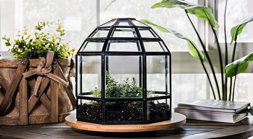 Urban Born Glas-Terrarium, Vogelkäfig, handgefertigt, verschiedene Größen und Ausführungen erhältlich Large Urban Black von Urban Born