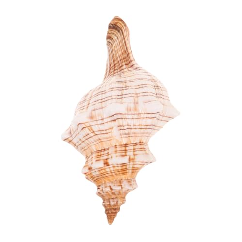 VALICLUD Große Muschel Deko Conch Shell Meeresmotiv Vase Füller für Sukkulenten Kaktus Aquarium Tischdeko Strandparty Küsten Wohnaccessoire aus Langlebigem Material von VALICLUD