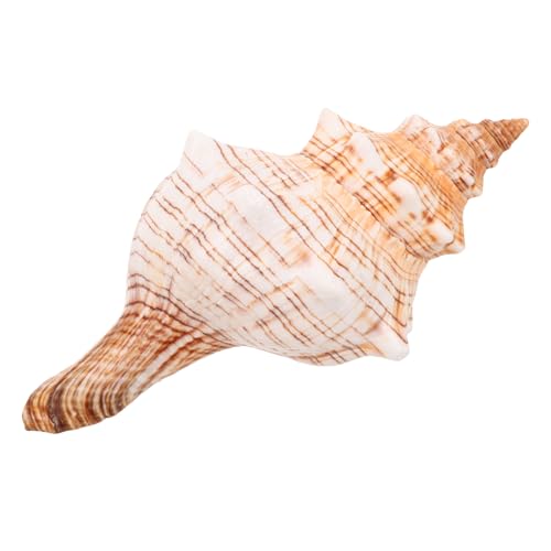 VALICLUD Große Natürliche Meeresschnecke Conch Muschel Vielseitige Küsten-Dekoration für Sukkulenten Kakteentöpfe Aquariumgestaltung und Strandparty-Accessoire von VALICLUD