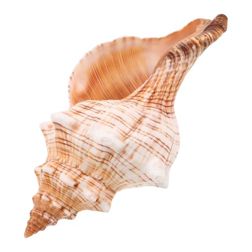 VALICLUD Natürliche Conch Muschel Dekoration Küstenstil Aquarium Ornament Vielseitiger Meeres-deko Akzent für Kleine Kakteen Tisch und Strandmottoparty von VALICLUD
