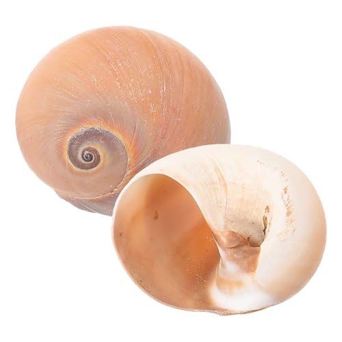 VANZACK 2 Stück Muschelornamente Natürliche Dekoration für Aquarien und Tischgestaltung Große Conch Accessoires für DIY Projekte von VANZACK