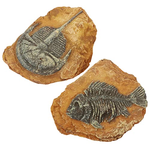 VANZACK 2Er-Box simuliertes Harzfossil Reptile Decor Snake Box Ornaments Creative Reptile Box Decors versteinert Dekorationen Krabbelterrarium Dekore Terrarium selber Machen VANZACK 2Er-Box simuliertes Harzfossil Reptile Decor Snake Box Ornaments Creative Reptile Box Decors versteinert Dekorationen Krabbelterrarium Dekore Terrarium selber Machen von VANZACK