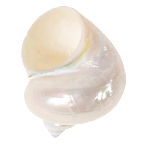 VANZACK Einsiedlerkrebsschnecke Party Malerei klein Schmuck Muschel Dekoration Handgemalte Muschel Dekoration Aquarium Muschel schmückt Dekoration aus Einsiedlerkrebsschalen Hülse Beige von VANZACK