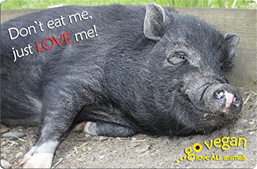 +++ Schwein - Metall Warnschild Schild Türschild Sign - Vegan 21 von VEGAPRINT