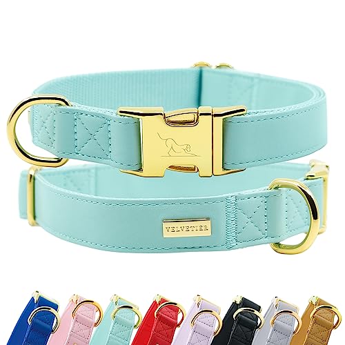 Halsband Hund von VELVETIER® | Stilvolles Hundehalsband aus Microfaser-Leder für kleine & große Hunde | Außen robust, innen weich | Hunde Halsbänder - S/M: 29-41cm, Paris (Mintgrün) von VELVETIER