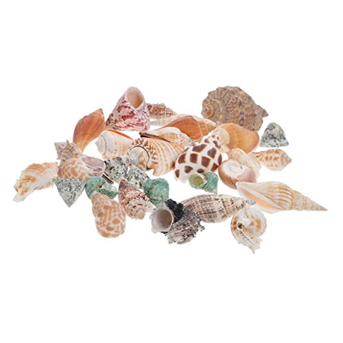 VERDANVERSE 1 Satz Einsiedler krebse Muschel Aquarium aufzuchtfutter Fische bürodeko Office Decoration meerestiere Muschel des Einsiedlerkrebses Meeresmuschel schmückt natürliche Muschel von VERDANVERSE