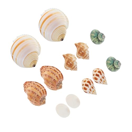 VERDANVERSE 12 Stück Muschelschale garnieren Zucht Dekorationen für Aquarienzubehör Aquariumdekorationen klein natürliche Muscheldekore Einsiedler Aquariendekoration Fischtankdekoration Hülse von VERDANVERSE