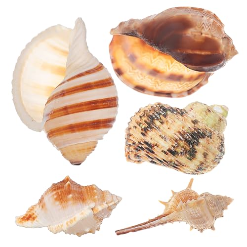 VERDANVERSE 5 Teiliges Muschelbecken Landschaftsbau Set Meeres Schiffswrack Aquarium Hintergrund Sand Krabben Strandfisch Dekorationen Aquarium Riff Salzwasser Aquarium Ornamente von VERDANVERSE