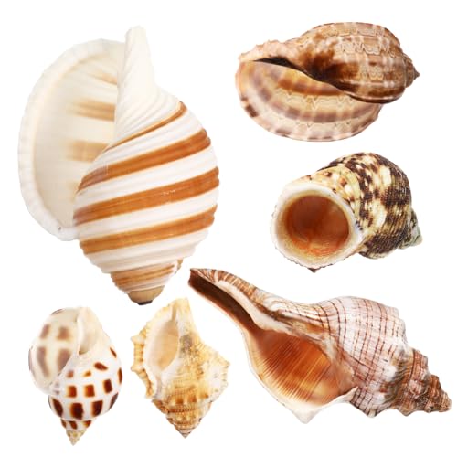 VERDANVERSE 6 Stück Muschel Einsiedlerkrebs Muschel Große Einsiedlerkrebs Zubehörschalen Für Aquarien Nautilusmuschel Muschelschale Für Aquarium Meeresmuschel Einsiedlerkrebs Dekoration von VERDANVERSE