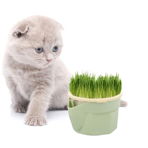 VERDANVERSE Soilless Cat Grass Pflanzbecher Leicht Robust Hydroponisch Katzenminze Topf für Zuhause Praktisches Katzenpflanzen mit Optimaler Bewässerung und Nährstoffversorgung von VERDANVERSE