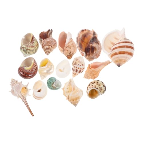 15 Stück Muscheln Natürliche Meeresmuscheln für Aquarium Dekoration DIY Bastelbedarf Strandparty Zubehör Lebensraum für Einsiedlerkrebse Fadensichere Materialien 15 Stück Muscheln Natürliche Meeresmuscheln für Aquarium Dekoration DIY Bastelbedarf Strandparty Zubehör Lebensraum für Einsiedlerkrebse Fadensichere Materialien von VICASKY