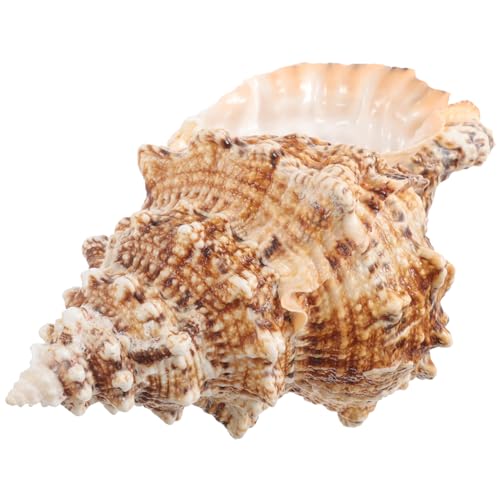 VICASKY Muschelvase Für Kreative Dekoration, Natürliche Muschelverzierung Für Aquarium, Schreibtisch, DIY-bastelzubehör, Pflanzgefäß, Zarter Muschelpflanzer Für Aquarien von VICASKY