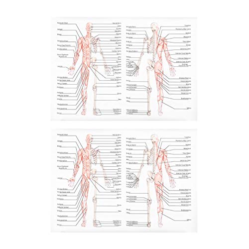 VILLCASE Anatomie Poster 2Pcs Muskel System Anatomischen Poster Menschliches Skelett Muskel Anatomie Diagramm Wand Dekorationen Anatomie von VILLCASE