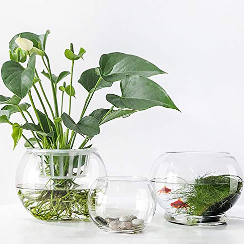 Vaguelly Vase 2 Stück Glasschalenvase Transparent Fischglasvase Hydroponik Pflanzenvase Für Tischdeko (15Cm) Topper von Vaguelly