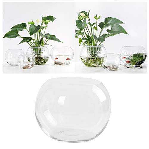 Vaguelly Container Vase 2 Stück Glasschalen Transparent Fischglas Hydroponik Pflanzen Für Tischdeko (25Cm) Blumenvase Schreibtischaufsatz von Vaguelly