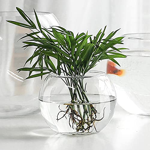 Vaguelly Glasbehälter Glasschalenvase Transparent Fischglasvase Hydroponik Pflanzenvase Für Tischdeko (20Cm) Vase von Vaguelly