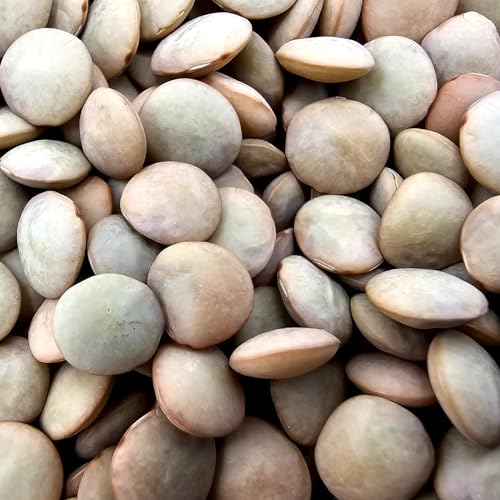 Vanrobaeys Linsen 25kg von Vanrobaeys