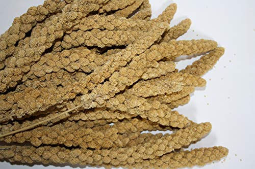 Kolbenhirse chinesisch gelb - Versele 15kg von Versele-Laga