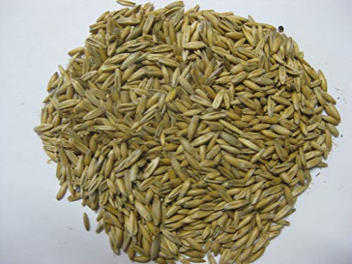 Versele Hafer 25 kg von Versele-Laga
