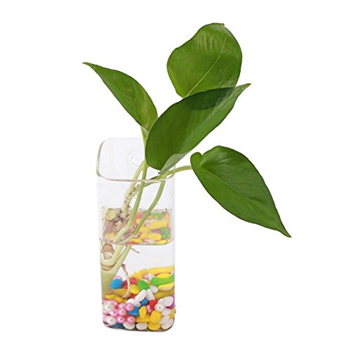 Geometrische Form Arten Terrarium Container Vase Wand Hydroponischen Aquarium Container Blume Pflanzer Hängende Glas Home Garden Decor (#5) von ViaGasaFamido