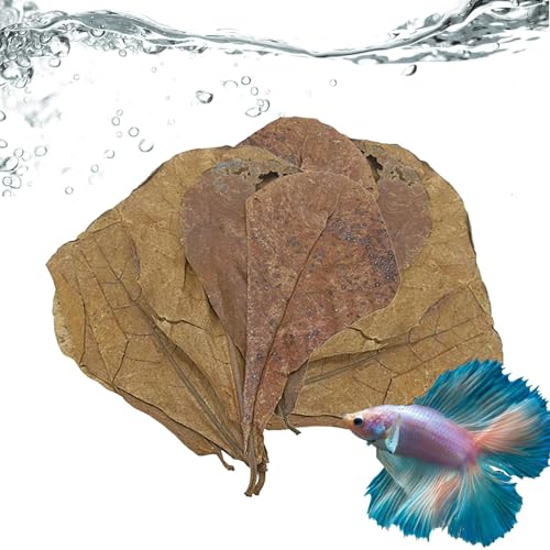 Blätter für Betta-Fische, Aquariumblätter, Mandelblätter, Betta-Fischspielzeug, Catappa-Blatt, 10 Stück, niedrigerer pH-Wert, verbessert die Wasserqualität, schafft realistischen Lebensraum von Vmiorzq
