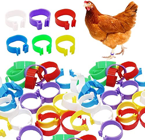 Voarge 60 Stück Geflügel Band, Plastikgeflügel Beinringe für Hühner, Enten, Hühner, Taube, Kleintiere, 6 Farben, leicht zu unterscheiden von Voarge