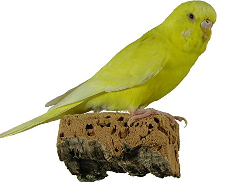 Korksitzbrett für Vögel - Größe S, M, L, XL, XXL - 100% Bio Vogelkäfig Zubehör - natürliches Kork Sitzbrett für Wellensittiche, Nymphensittiche, Papageien und Co. (S (2er Set je 6 x 5 cm)) von VogelKing