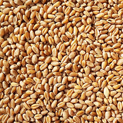 vogelfood Weizen Futter 25 kg Hühnerfutter, Vogelfutter, Nagerfutter, Kaninchenfutter Weizenkörner Getreide vogelfood Weizen Futter 25 kg Hühnerfutter, Vogelfutter, Nagerfutter, Kaninchenfutter Weizenkörner Getreide von vogelfood wir sind gut zu Vögeln